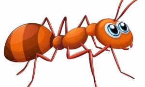 کاربرگ "مورچه را به خانه اش برسان"