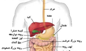 آشنایی با مراحل هضم غذا در بدن 